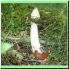 Phallus impudicus Gemeine Stinkmorchel2.jpg
